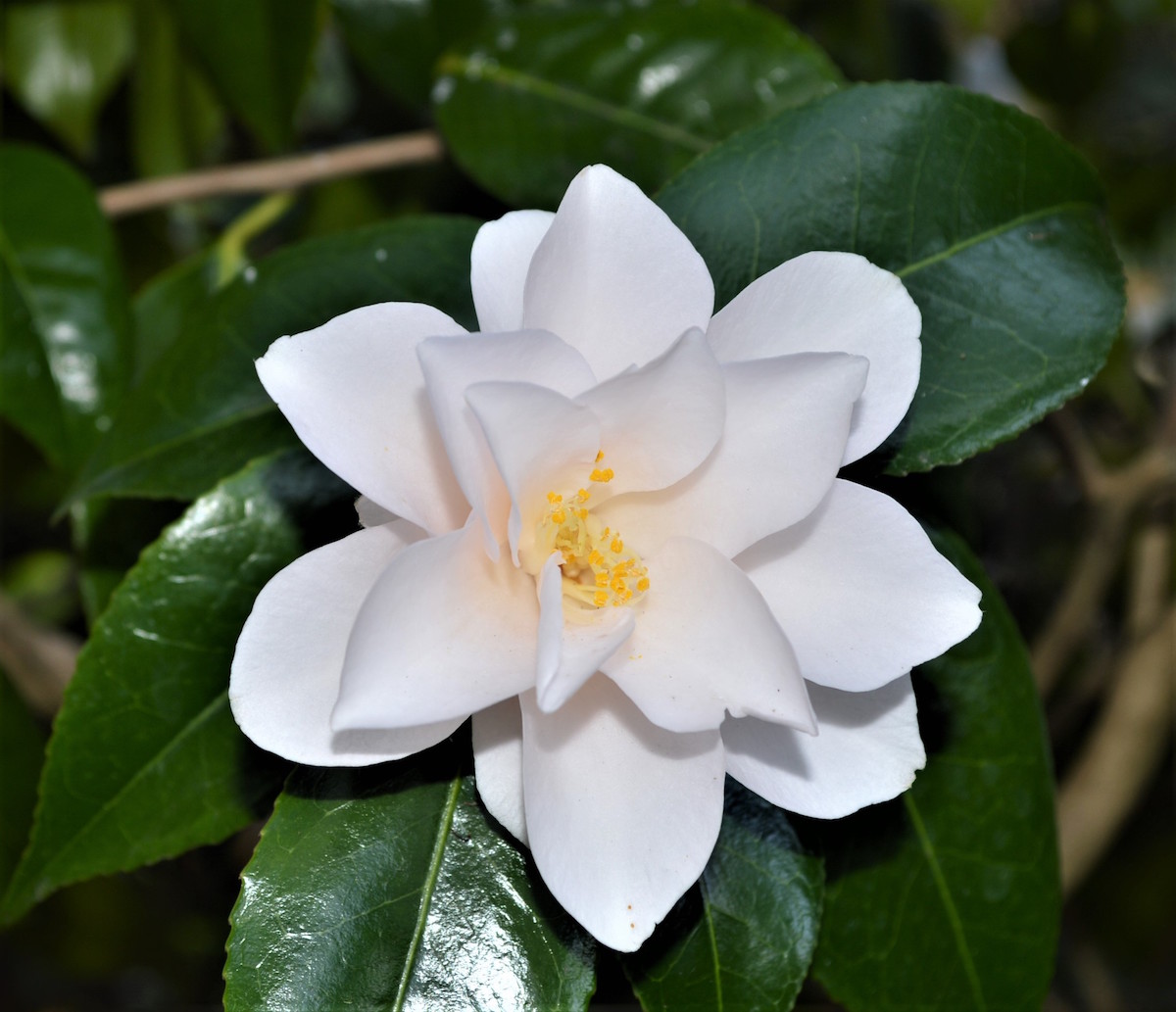 Magnoliaeflora